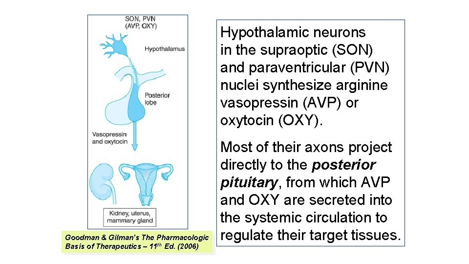 Hypothalamic neurons in the supraoptic (SON) and paraventricular (PVN) nuclei synthesize arginine vasopressin (AVP)