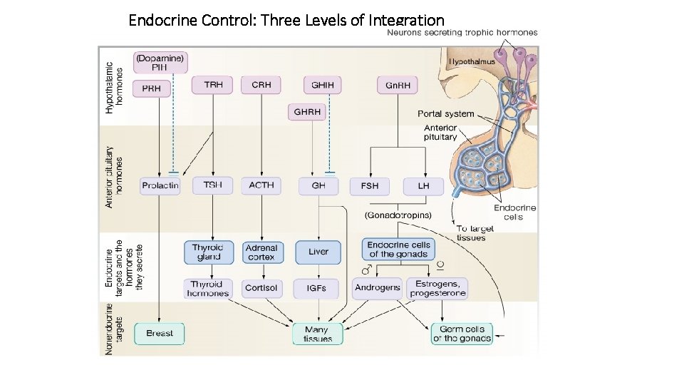 Endocrine Control: Three Levels of Integration 