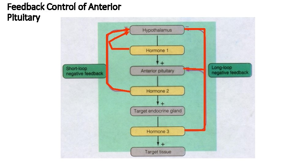 Feedback Control of Anterior Pituitary 