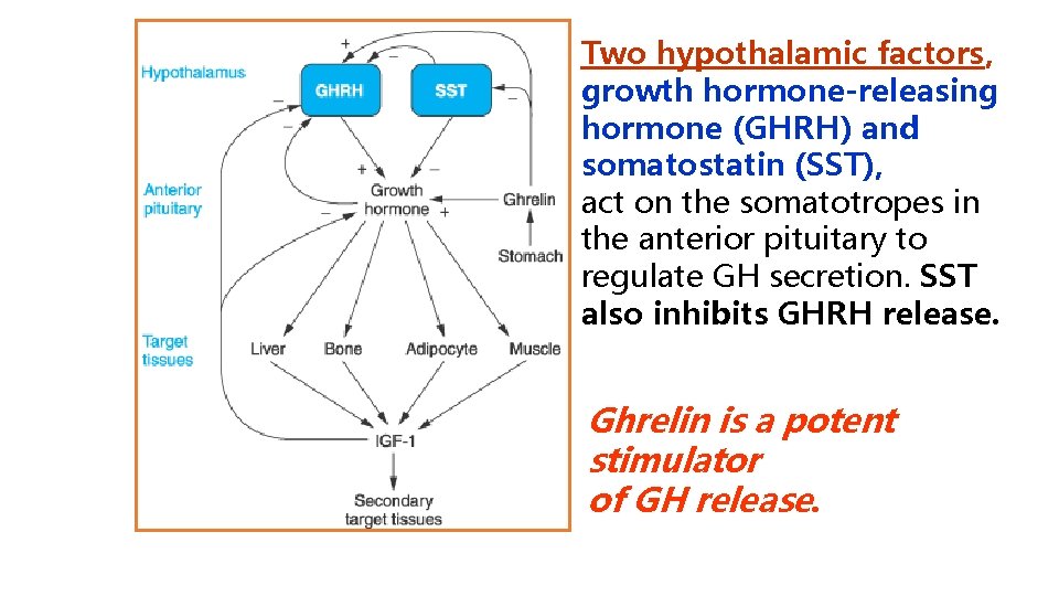 Two hypothalamic factors, growth hormone-releasing hormone (GHRH) and somatostatin (SST), act on the somatotropes