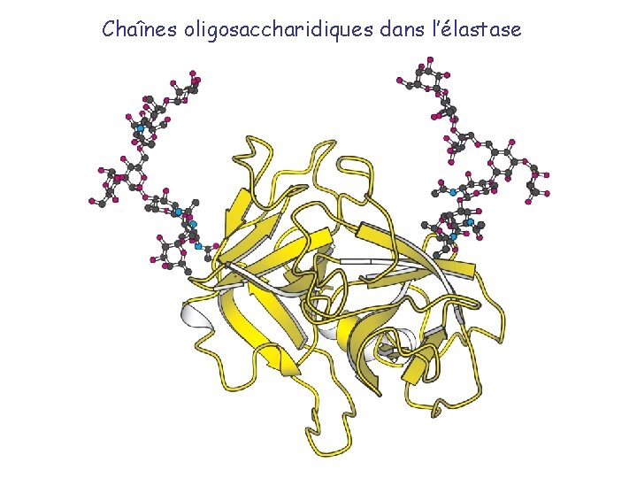 Chaînes oligosaccharidiques dans l’élastase 