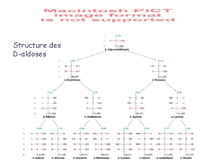 Structure des D-aldoses 