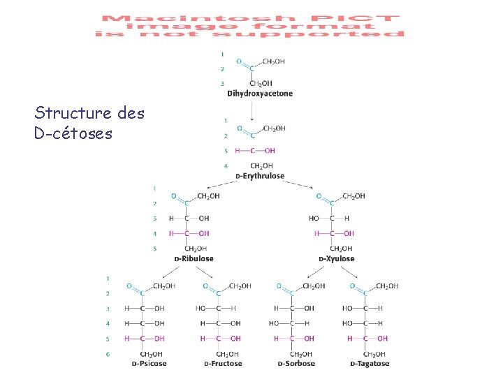 Structure des D-cétoses 