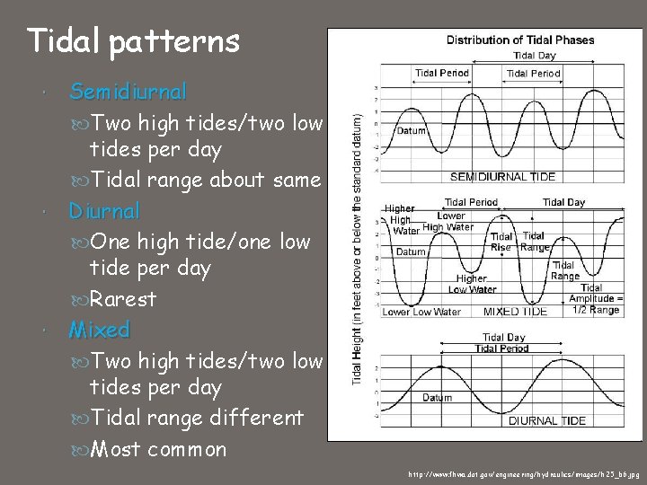 Tidal patterns Semidiurnal Two high tides/two low tides per day Tidal range about same