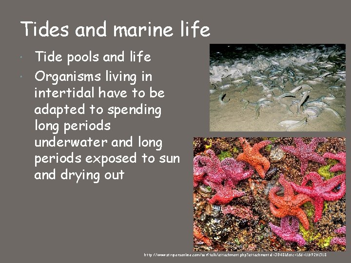 Tides and marine life Tide pools and life Organisms living in intertidal have to