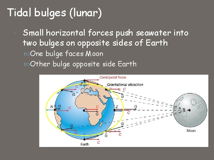 Tidal bulges (lunar) Small horizontal forces push seawater into two bulges on opposite sides