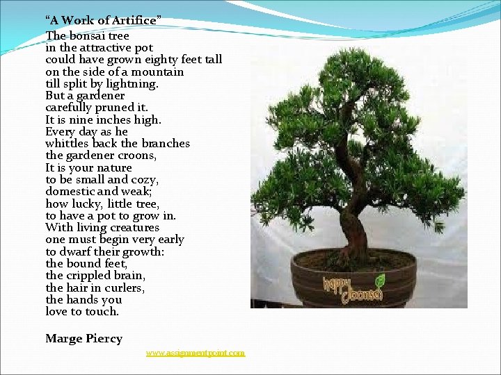 “A Work of Artifice” The bonsai tree in the attractive pot could have grown