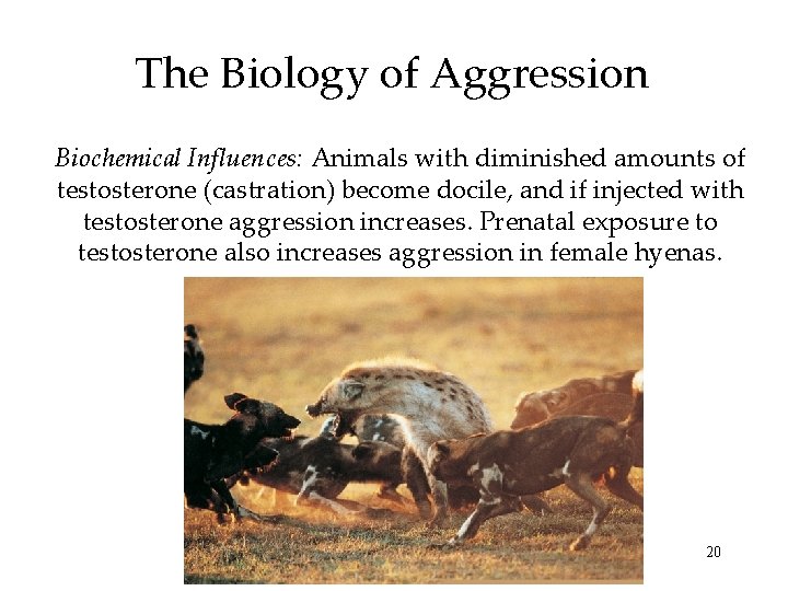 The Biology of Aggression Biochemical Influences: Animals with diminished amounts of testosterone (castration) become