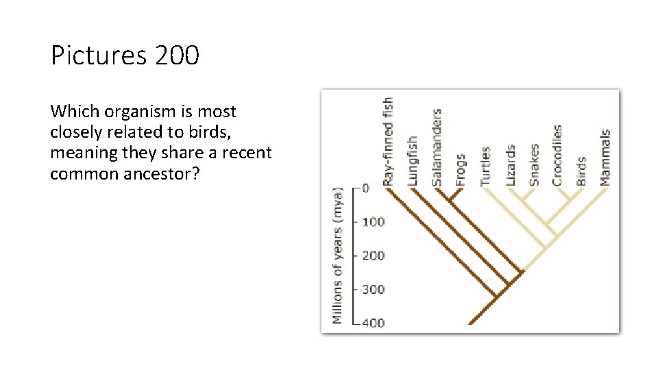 Pictures 200 Which organism is most closely related to birds, meaning they share a