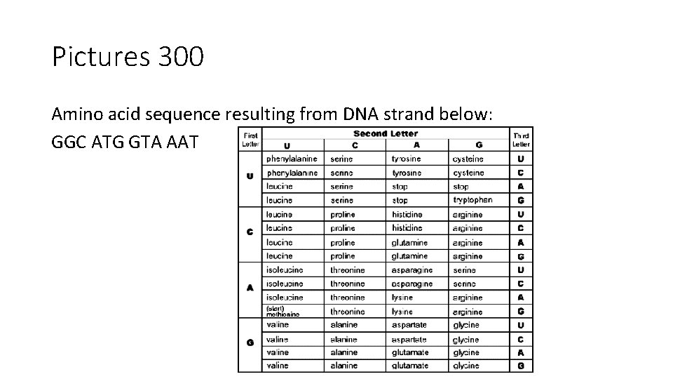 Pictures 300 Amino acid sequence resulting from DNA strand below: GGC ATG GTA AAT