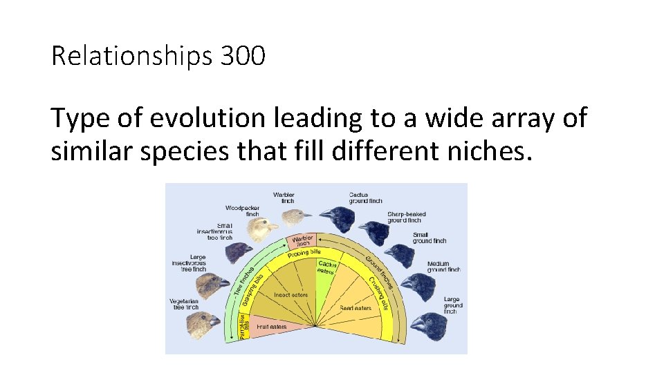 Relationships 300 Type of evolution leading to a wide array of similar species that