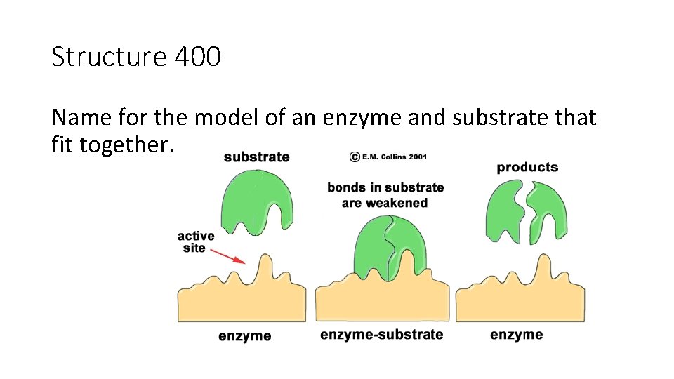 Structure 400 Name for the model of an enzyme and substrate that fit together.