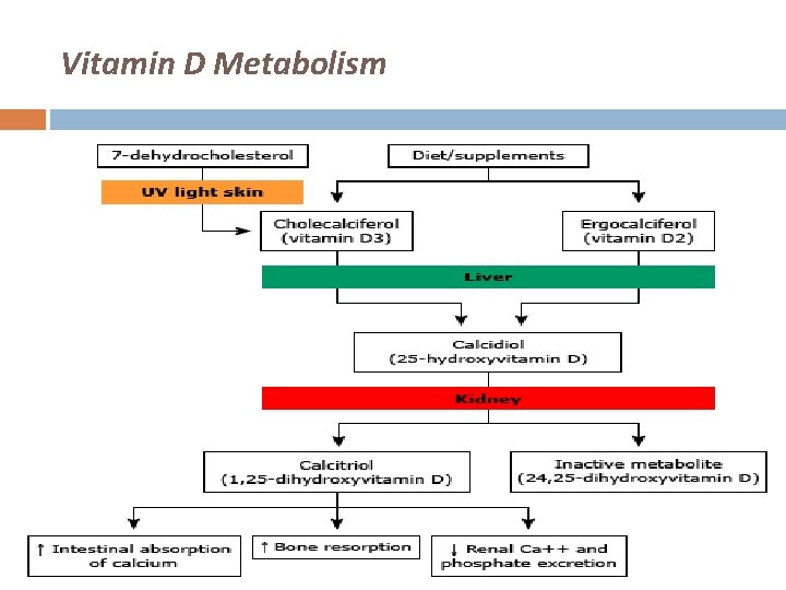 Vitamin D Metabolism 