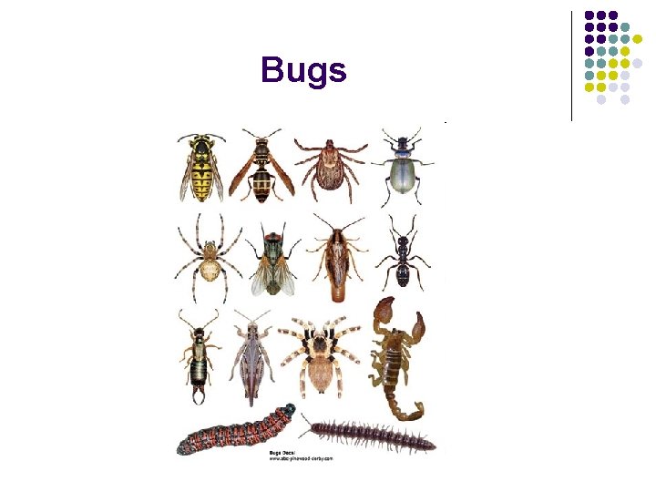 Bugs 