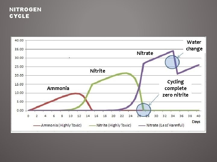 NITROGEN CYCLE Nitrate Water change Nitrite Ammonia Cycling complete zero nitrite NITROGEN CYCLE Nitrate Water change Nitrite Ammonia Cycling complete zero nitrite
