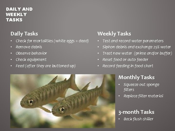 DAILY AND WEEKLY TASKS Daily Tasks • • • Check for mortalities (white eggs DAILY AND WEEKLY TASKS Daily Tasks • • • Check for mortalities (white eggs