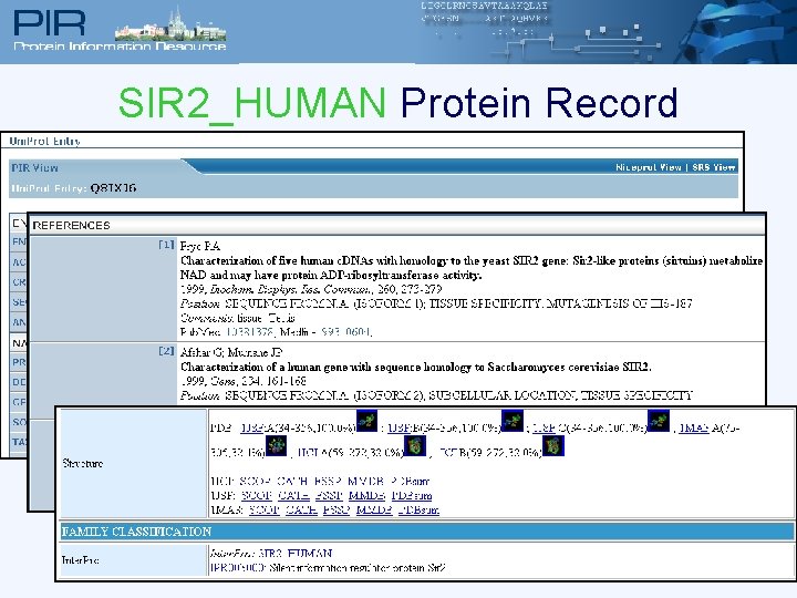 SIR 2_HUMAN Protein Record 