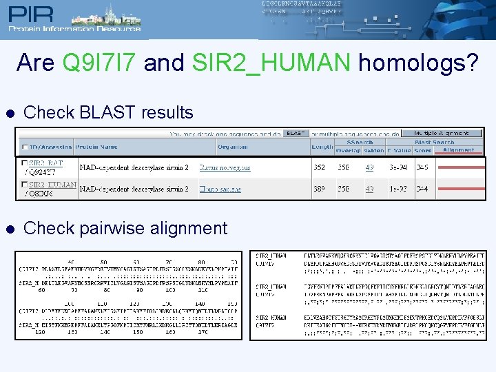 Are Q 9 I 7 I 7 and SIR 2_HUMAN homologs? l Check BLAST