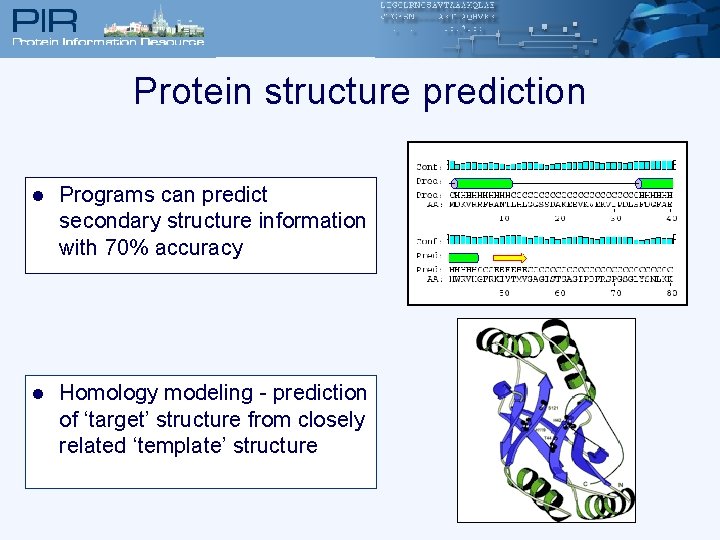 Protein structure prediction l Programs can predict secondary structure information with 70% accuracy l