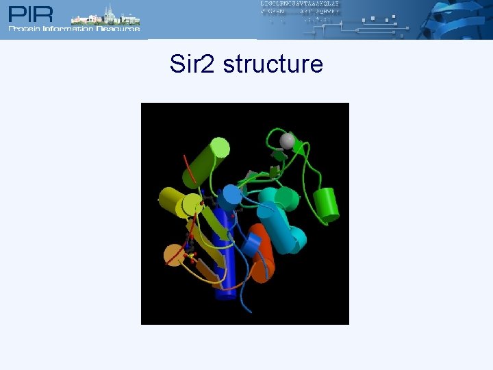 Sir 2 structure 