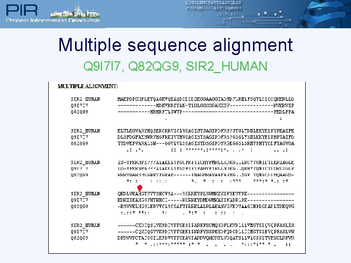 Multiple sequence alignment Q 9 I 7 I 7, Q 82 QG 9, SIR