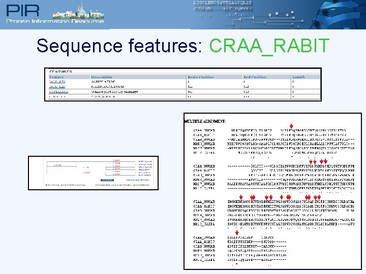 Sequence features: CRAA_RABIT 