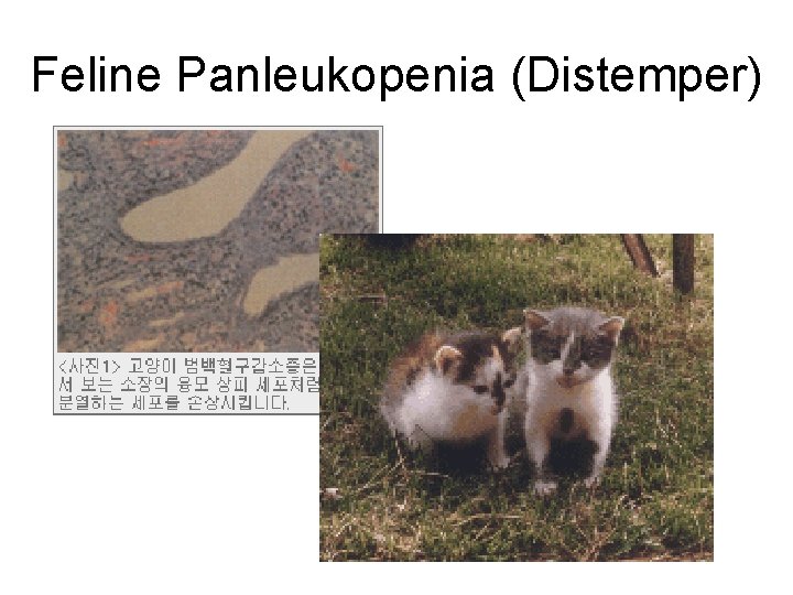 Feline Panleukopenia (Distemper) 