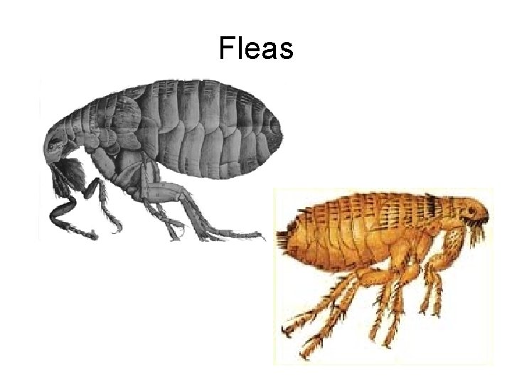 Fleas 