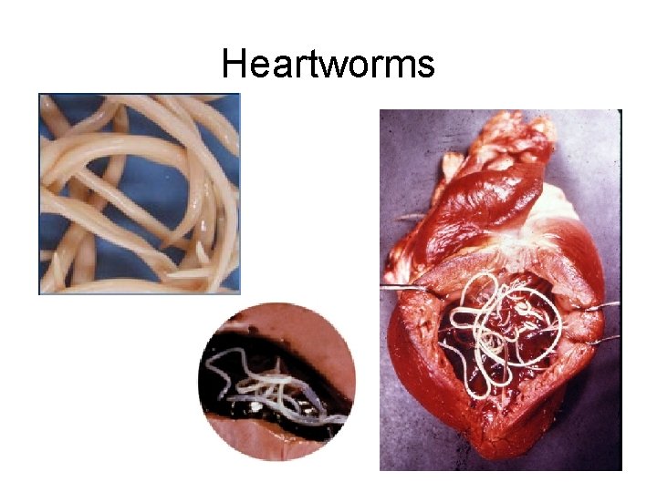 Heartworms 
