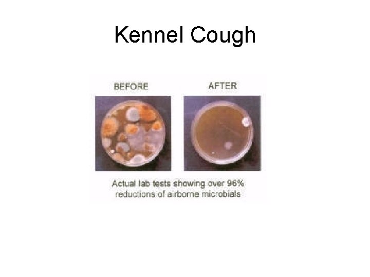 Kennel Cough 