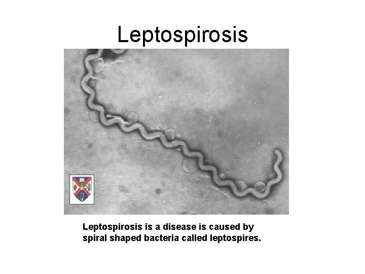 Leptospirosis is a disease is caused by spiral shaped bacteria called leptospires. 