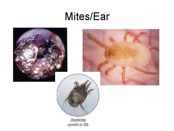 Mites/Ear 