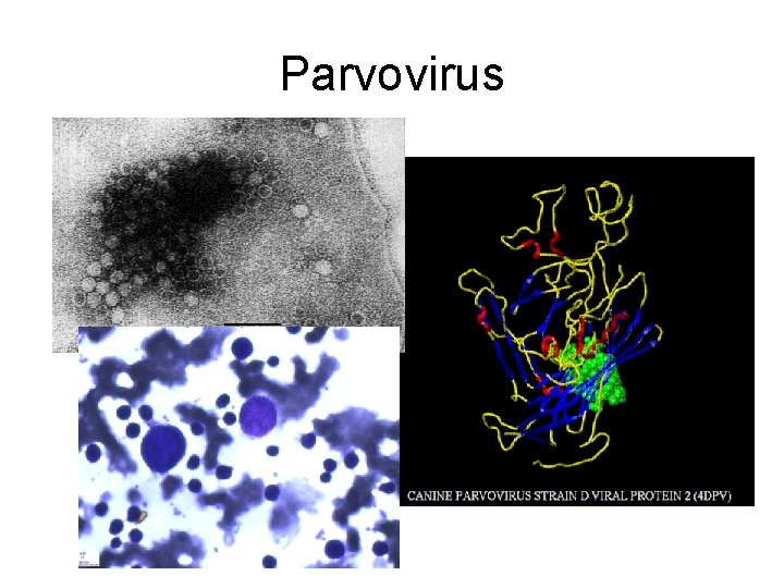 Parvovirus 