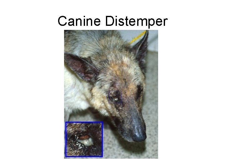 Canine Distemper 