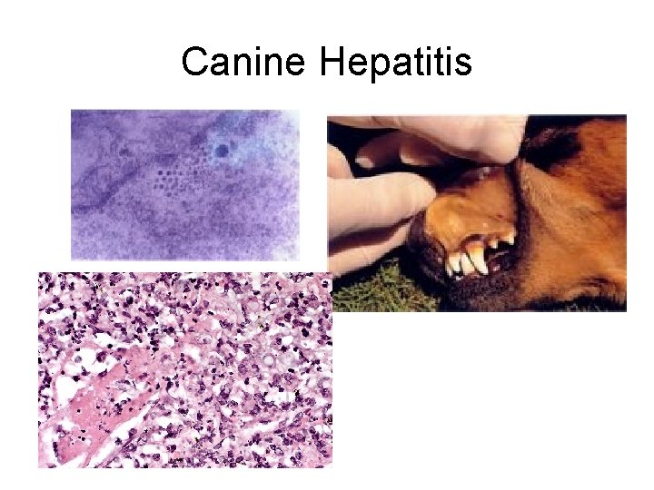 Canine Hepatitis 