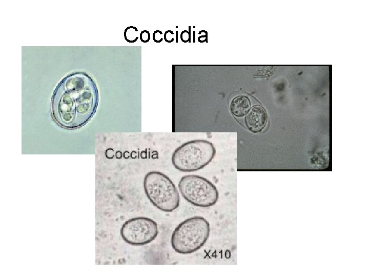 Coccidia 