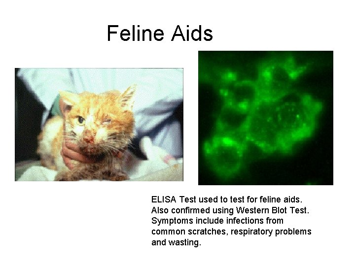 Feline Aids ELISA Test used to test for feline aids. Also confirmed using Western