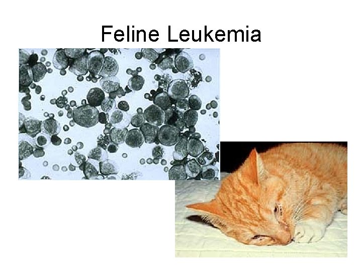 Feline Leukemia 