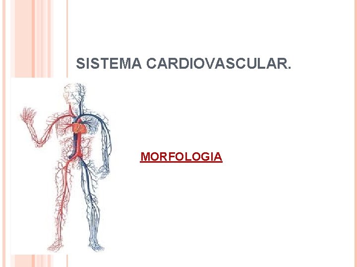 SISTEMA CARDIOVASCULAR. MORFOLOGIA 