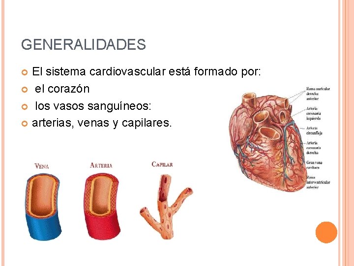 GENERALIDADES El sistema cardiovascular está formado por: el corazón los vasos sanguíneos: arterias, venas