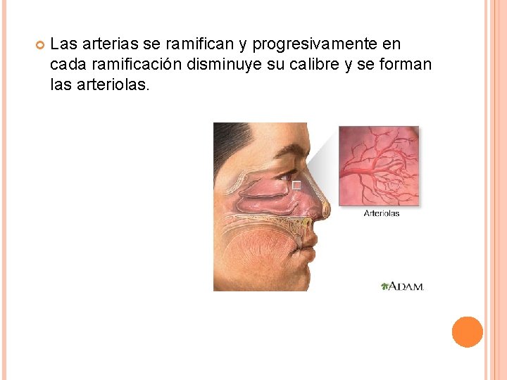  Las arterias se ramifican y progresivamente en cada ramificación disminuye su calibre y