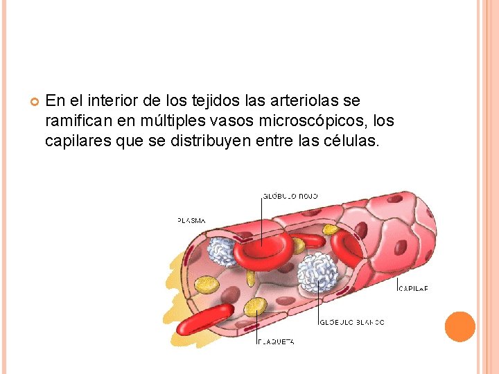  En el interior de los tejidos las arteriolas se ramifican en múltiples vasos