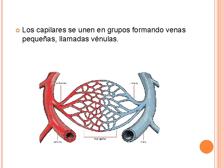  Los capilares se unen en grupos formando venas pequeñas, llamadas vénulas. 