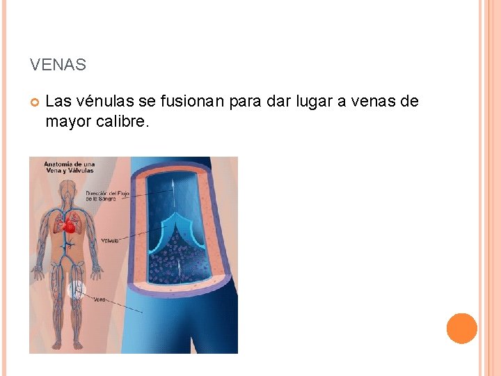 VENAS Las vénulas se fusionan para dar lugar a venas de mayor calibre. 