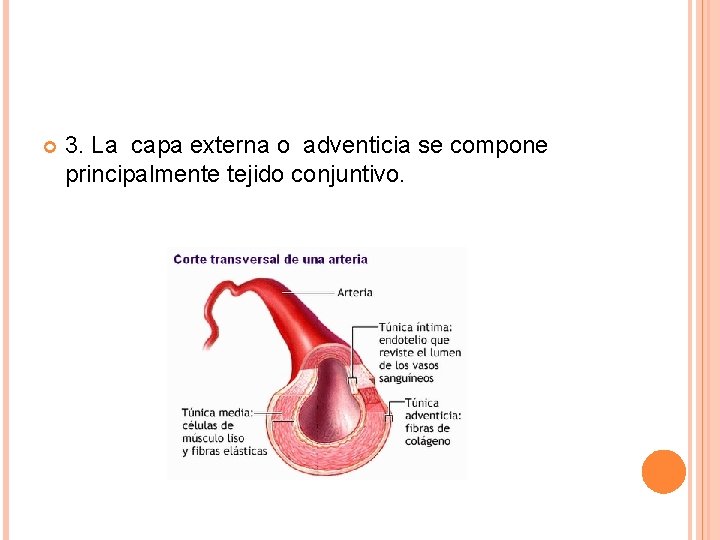  3. La capa externa o adventicia se compone principalmente tejido conjuntivo. 