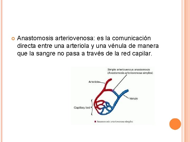  Anastomosis arteriovenosa: es la comunicación directa entre una arteriola y una vénula de