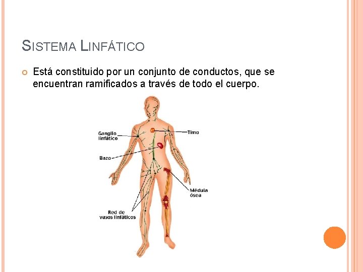 SISTEMA LINFÁTICO Está constituido por un conjunto de conductos, que se encuentran ramificados a