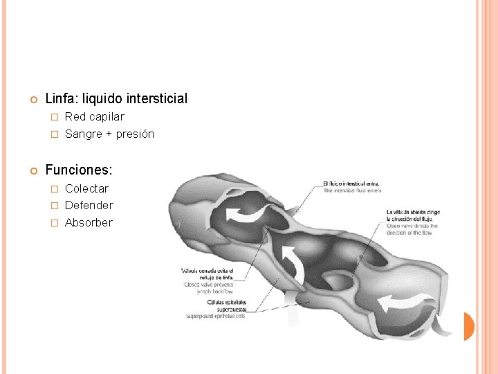  Linfa: liquido intersticial Red capilar � Sangre + presión � Funciones: Colectar �