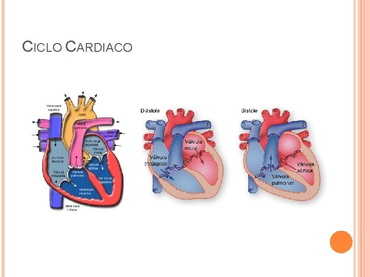 CICLO CARDIACO 