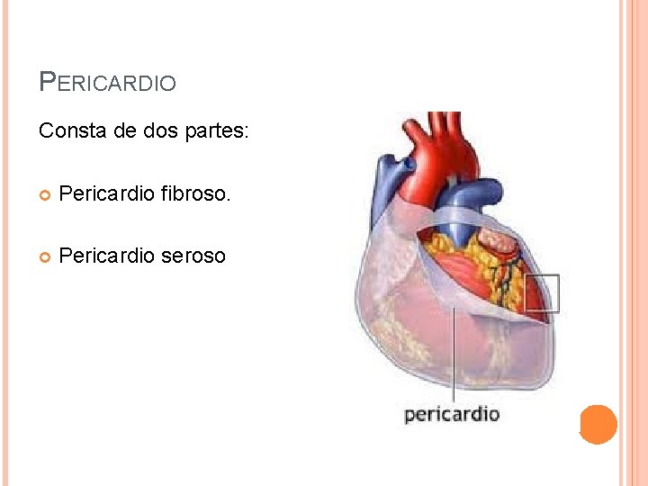 PERICARDIO Consta de dos partes: Pericardio fibroso. Pericardio seroso 